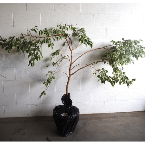 509 - Ficus 5ft indoor plant