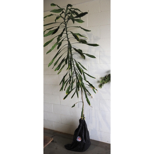 510 - Dracaena 7ft indoor plant