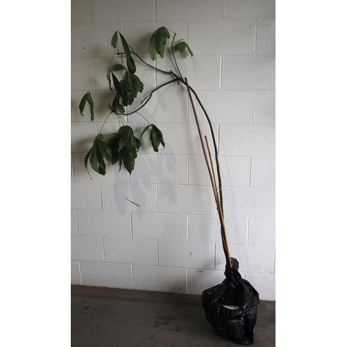 511 - Money tree 6ft indoor plant