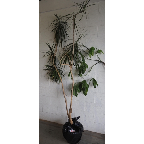 512 - Dragon tree 8ft indoor plant