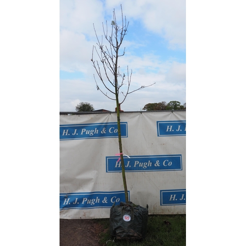 523 - Sorbus Aria 12ft - 1