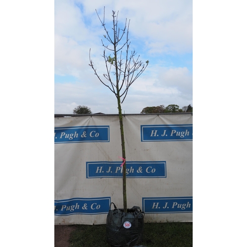 524 - Sorbus Aria 12ft - 1