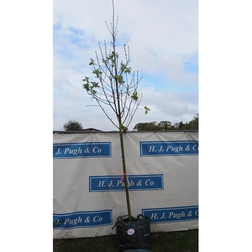 525 - Sorbus Aria 12ft - 1