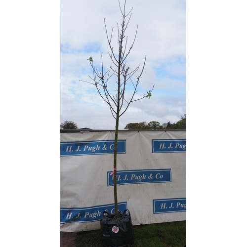 526 - Sorbus Aria 12ft - 1