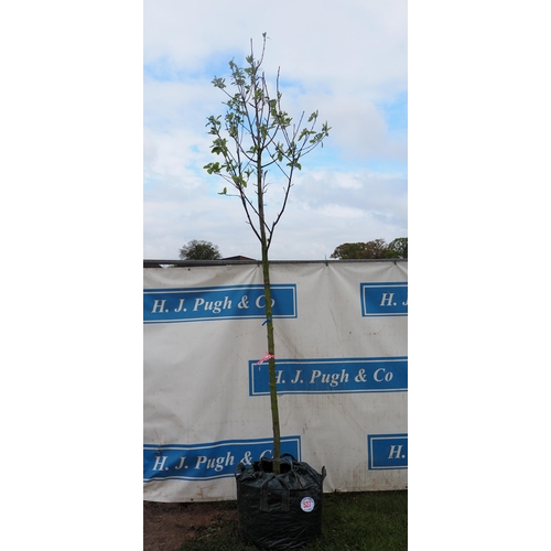 527 - Sorbus Aria 12ft - 1