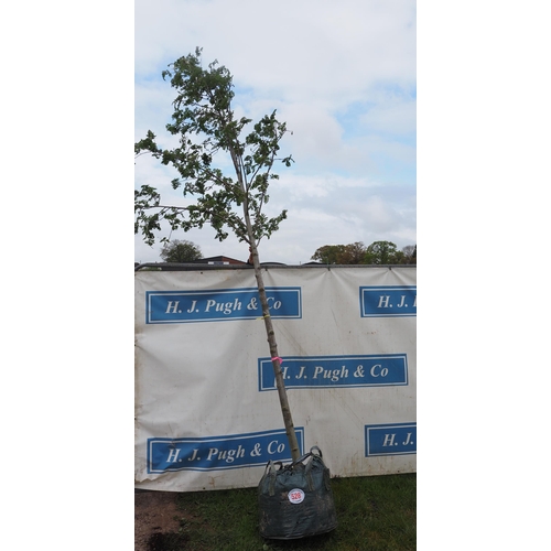 528 - Sorbus Cardinal Royal 14ft - 1