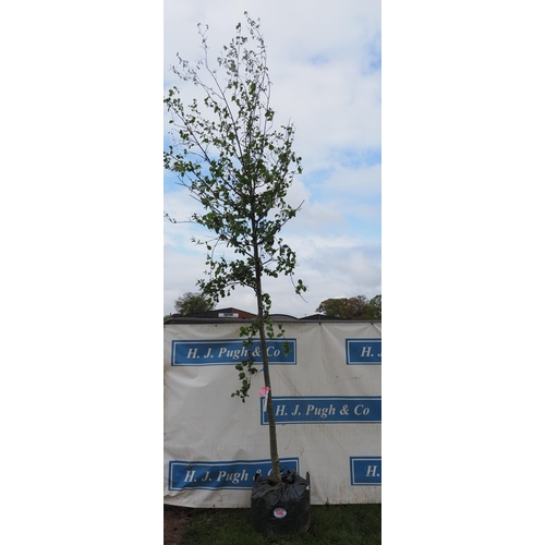 530 - Alnus Glutinosa 14ft - 1