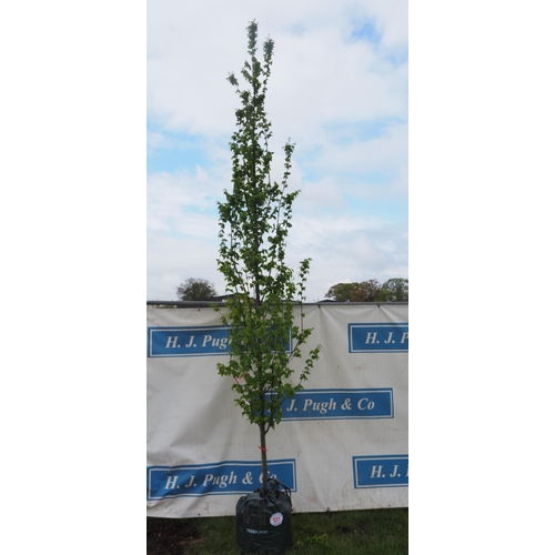 531 - Carpinus Betulus 12ft - 1