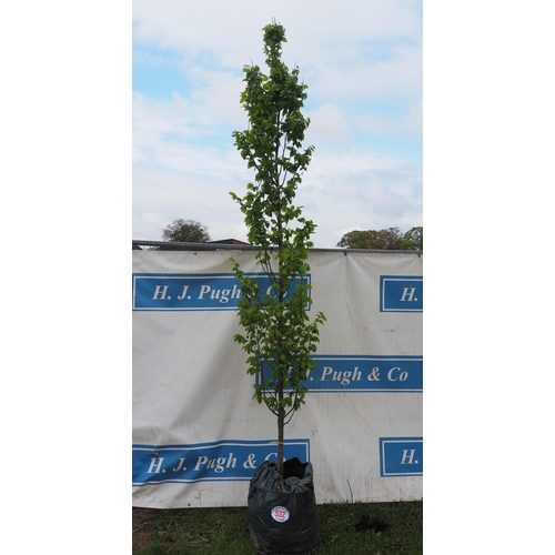 532 - Carpinus Betulus 10ft - 1