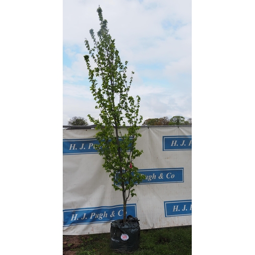 533 - Carpinus Betulus 10ft - 1