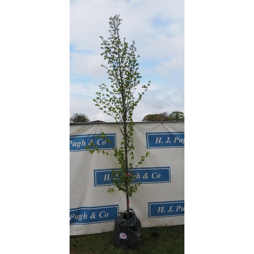 534 - Carpinus Betulus 10ft - 1