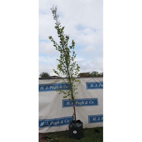 535 - Carpinus Betulus 10ft - 1