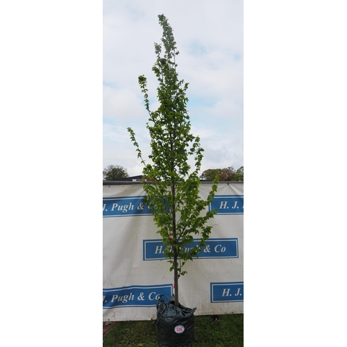 536 - Carpinus Betulus 10ft - 1