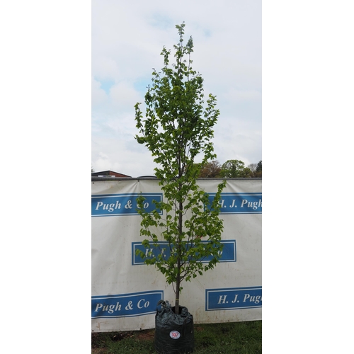 537 - Carpinus Betulus 10ft - 1