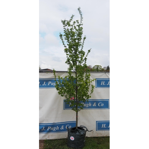 538 - Carpinus Betulus 10ft - 1