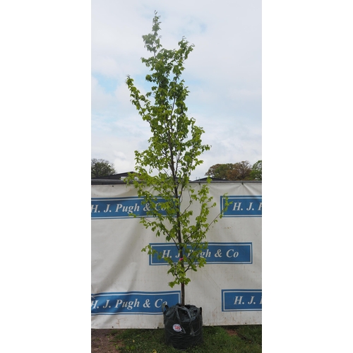 539 - Carpinus Betulus 10ft - 1