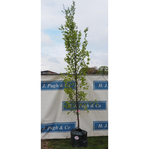 540 - Carpinus Betulus 10ft - 1