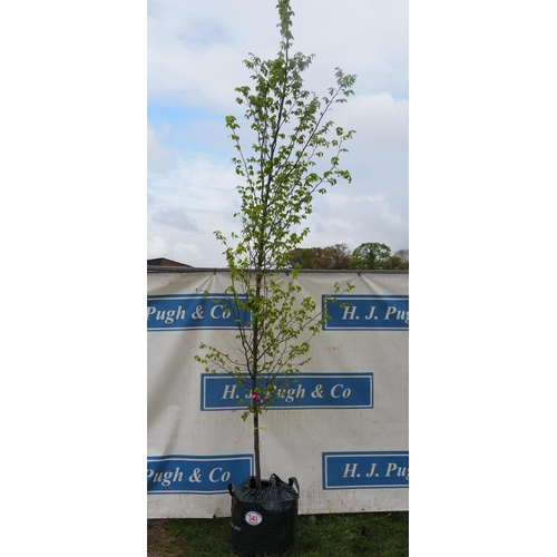 541 - Carpinus Betulus 10ft - 1