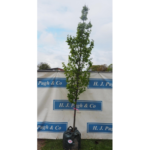 542 - Carpinus Betulus 10ft - 1