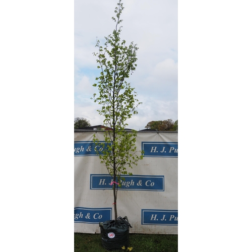 543 - Carpinus Betulus 10ft - 1