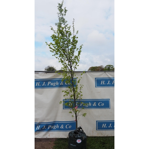 544 - Carpinus Betulus 10ft - 1