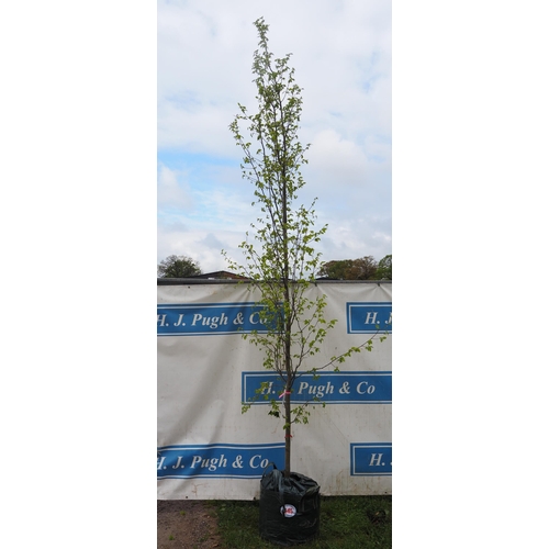 545 - Carpinus Betulus 10ft - 1