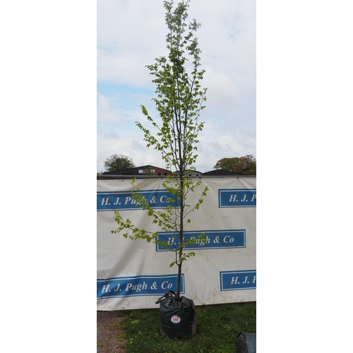 546 - Carpinus Betulus 10ft - 1