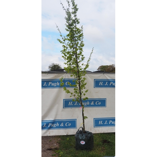 547 - Carpinus Betulus 10ft - 1