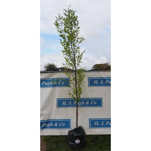 549 - Carpinus Betulus 10ft - 1