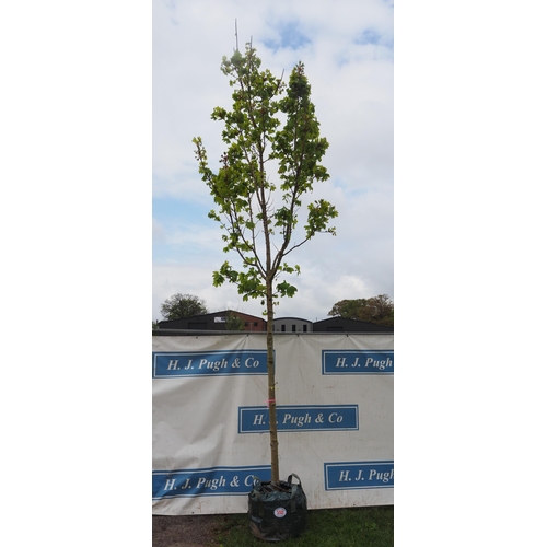 550 - Acer Columnare 14ft - 1