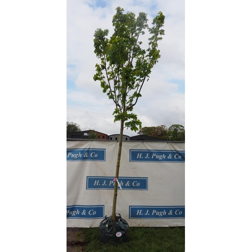 551 - Acer Columnare 14ft - 1