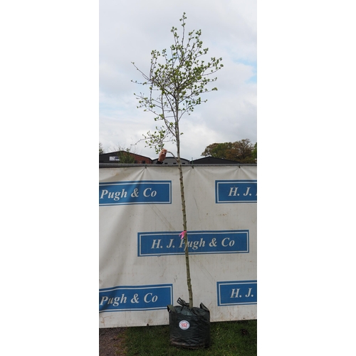 552 - Crataegus Prunifolia Splendens 10ft - 1