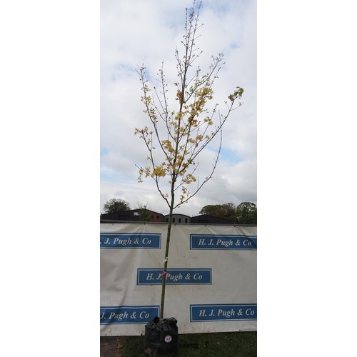 554 - Acer Drummondii 14ft - 1