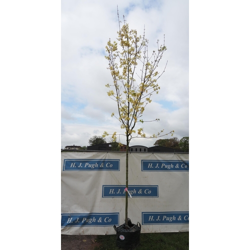 555 - Acer Drummondii 14ft - 1