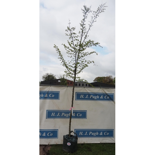 556 - Carpinus Betulus 13ft - 1