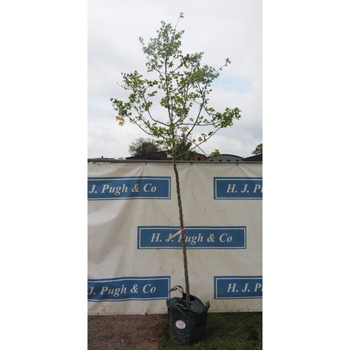 560 - Crataegus Prunifolia Splendens 10ft - 1