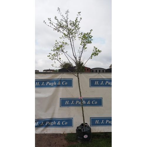 561 - Crataegus Prunifolia Splendens 10ft - 1