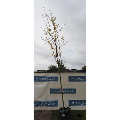 563 - Acer Drummondii 15ft - 1