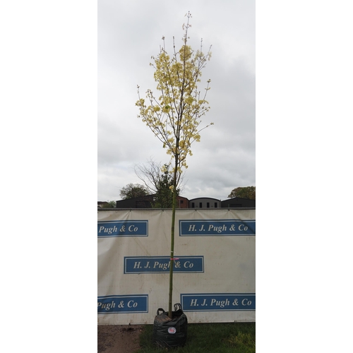 564 - Acer Drummondii 15ft - 1