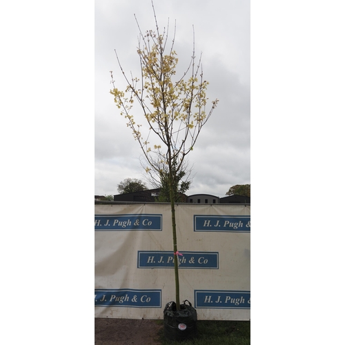 565 - Acer Drummondii 15ft - 1