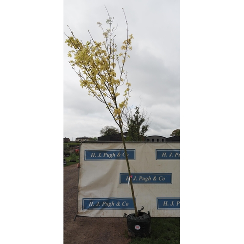 566 - Acer Drummondii 15ft - 1