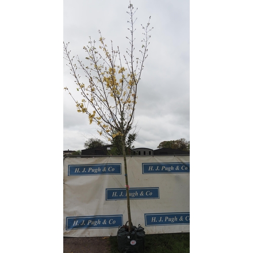 567 - Acer Drummondii 15ft - 1