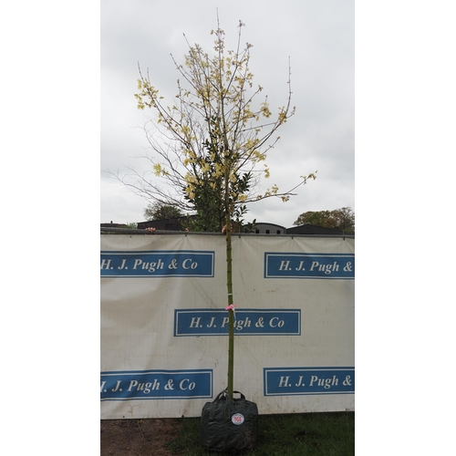 568 - Acer Drummondii 15ft - 1