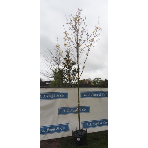 569 - Acer Drummondii 15ft - 1