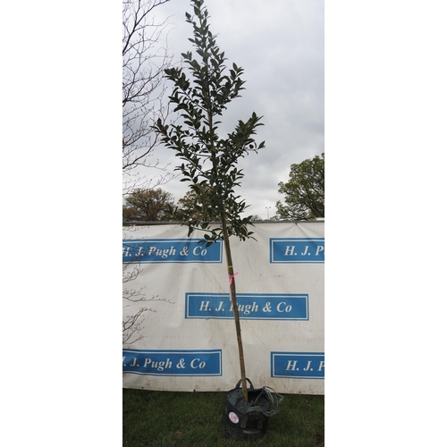 570 - Ilex Chestnut Leaf 14ft - 1