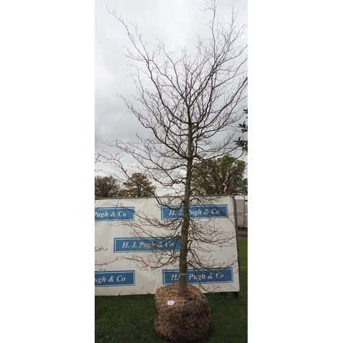 571 - Fagus Sylvatica rootball (large) 15ft - 1