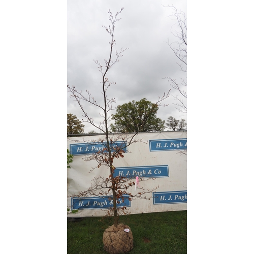 572 - Fagus Sylvatica rootball 12ft - 1