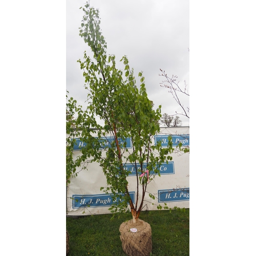 573 - Betula Fascination rootball 13ft - 1