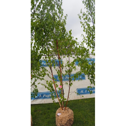 574 - Betula Fascination rootball 13ft - 1