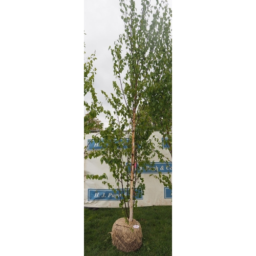 575 - Betula Fascination rootball 13ft - 1